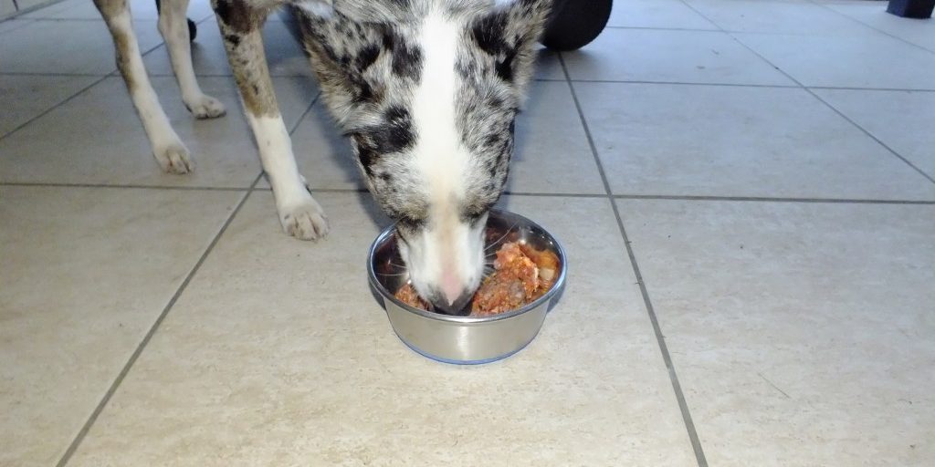 Clancy the Koolie loves eating Raw Health 4 Dogs BARF