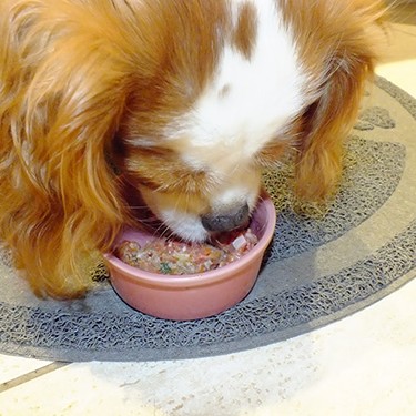 Cavalier Kig Charles Spaniel eats Raw Health 4 Dogs food